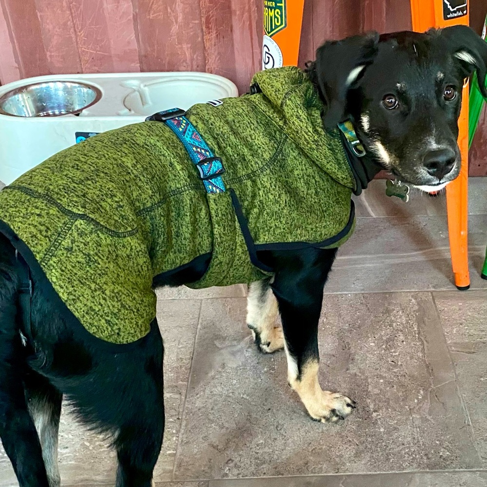 Green fleece for a medium size dog. Worn 2 times. Puppy grew to fast.